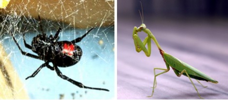 As figuras mostram a aranha viúva-negra-americana (esquerda) e o inseto conhecido como louva-a-deus (direita), espécies cujas fêmeas são canibais, por comerem o macho após o acasalamento.